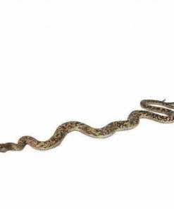 Jungle Safari Prop Hire London | Animal Props in London