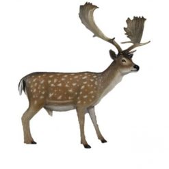 Fallow Deer – Buck