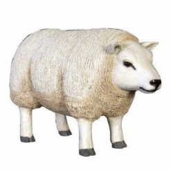 Texelaar Sheep – Head Up
