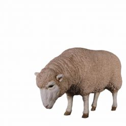 Texelaar Sheep – Head Down