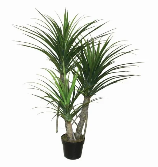 Pandanus Plant