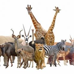 Jungle Safari Animal Prop Hire