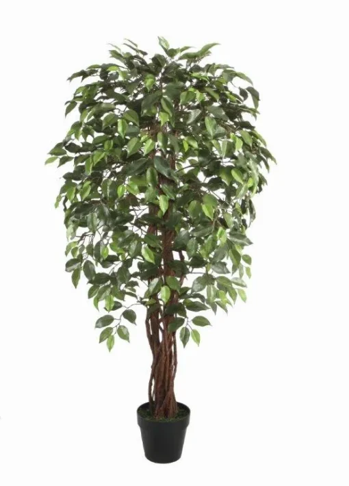 Wood Trunk Ficus Tree